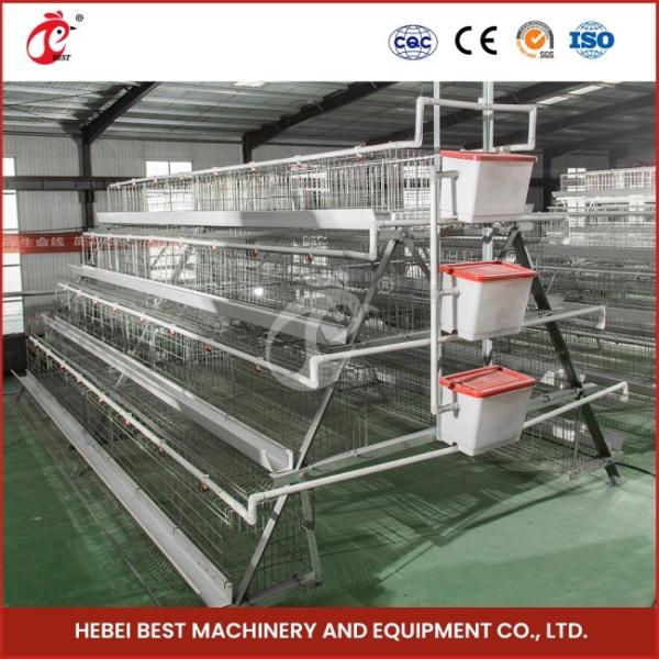 200 Birds Capacity Commercial Farming Chicken Cages With Provided Video Installation Star
