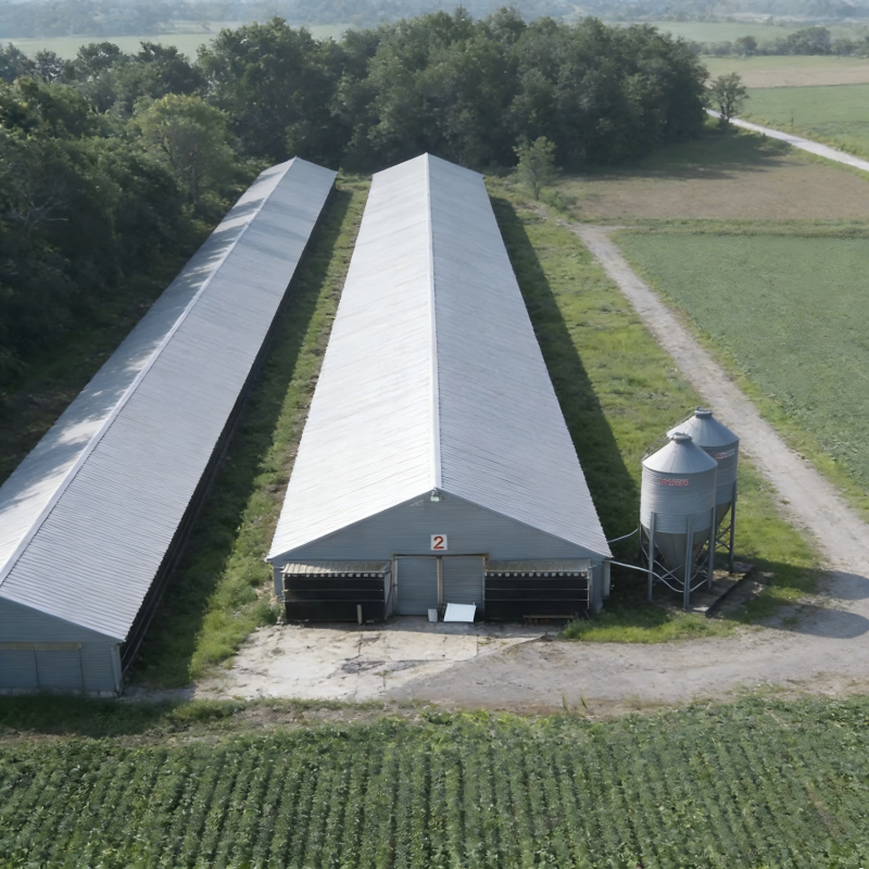 Large Span Steel Structure Chicken House Customizable for Poultry Farming Layer Breeding Connected Barn Custom
