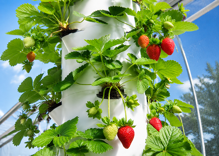 Indoor Hydroponic Tower with LED Grow Lights | Smart Vertical Column Kit