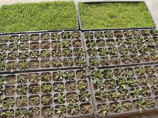 1140*850*1050mm Tamanho Agricultura Microgreens máquina de semeadura para plantação de sementes de tomate
