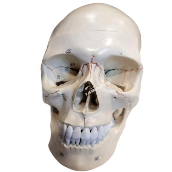 Educational Models Human Life-Size Skull Anatomical Model for Medical Science Teaching