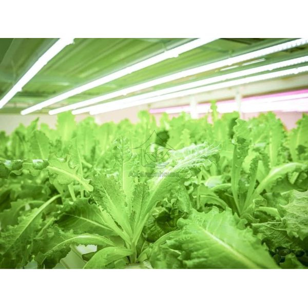 Automated Multi-layer Vertical NFT Hydroponic System with Integrated LED Lighting for Soilless Cultivation