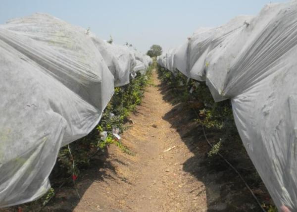 Anti UV PP Nonwoven Fabric For Weed Control / Covering Landscape Custom Weight