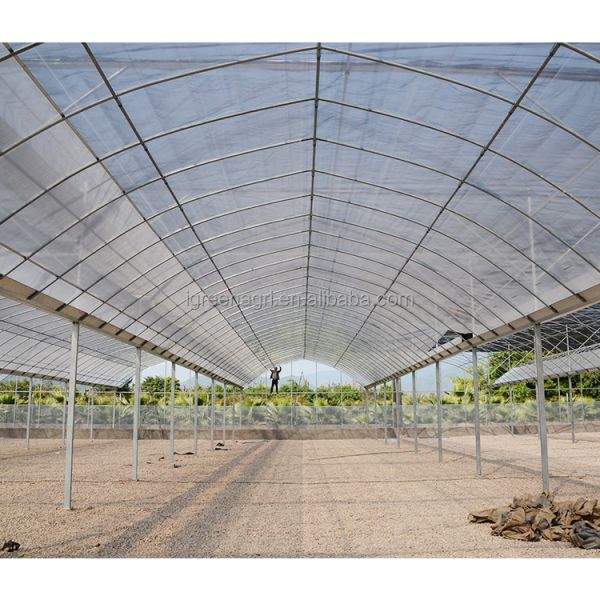 Large Single Layer PE Greenhouse Agricultural Film for Organic Vegetable