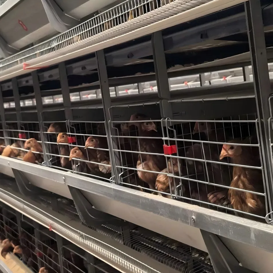 Galvanized Steel H Type Egg Chicken Cage Customizable Tiers For Poultry Farming