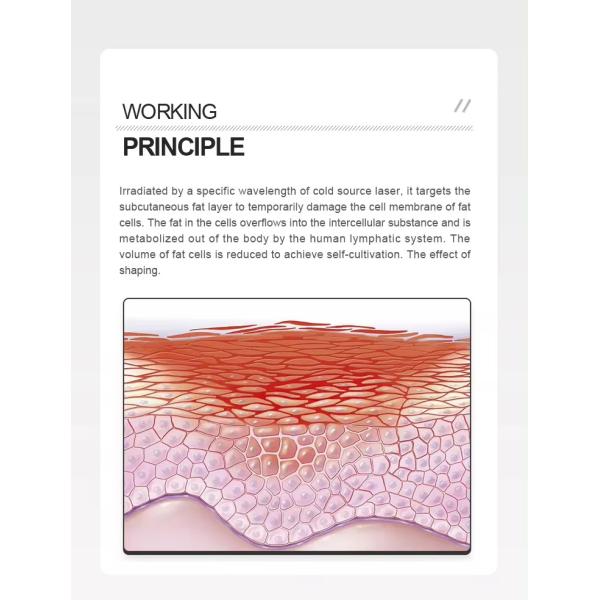 6D Red Light Laser 532nm Wavelength Weight Loss Beauty Machine For Fast Fat Reduce