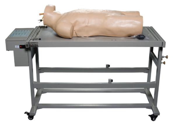 Comprehensive Puncture Clinical Simulation Various Postions for Hospitals Training