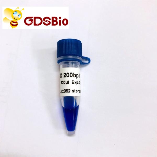 200bp Gel Electrophoresis Marker Ladder GDSBio Blue Appearance