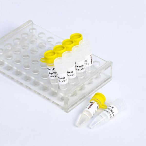 Fast Restriction Endonuclease NcoI