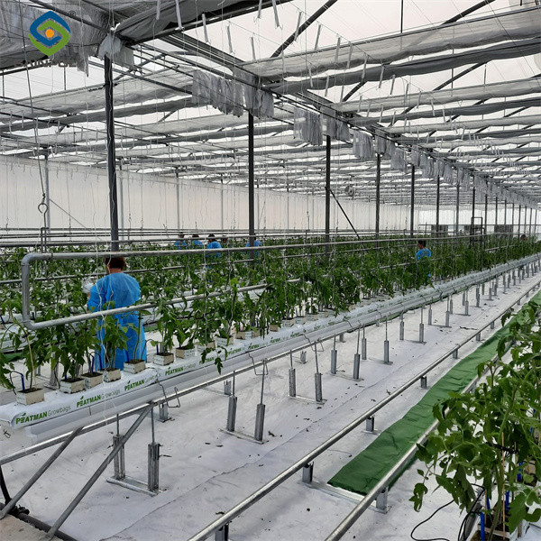 Customized Commercial Greenhouse Vegetable Production For Pepper And Cucumber