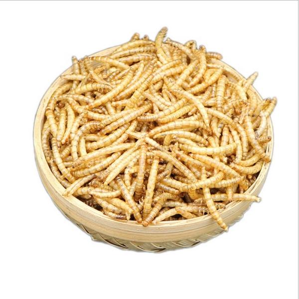 FDA GMP+ Natural Dried Mealworms Fish Food Chickens Birds
