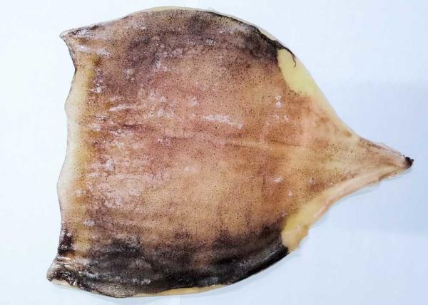 Fresh Semi Dried Squid / Seasoned Squid Body 45% - 55%  Moisture