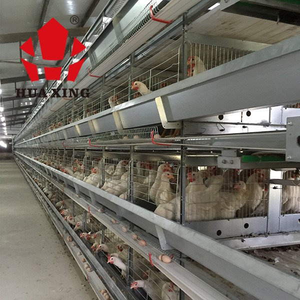 8 tiers h type Steel Cage For Layers Chickens Poultry Farming Equipment