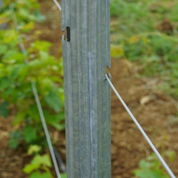 Eco Friendly 3.5M Vineyard Trellis Stakes Low Labor Cost Weather Resistance