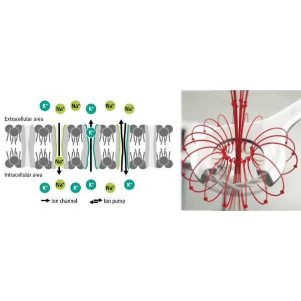 ПЕМФ магнитное лечение здоровья импульсирующая электромагнитная стимуляция терапия ПЕМФ устройство для лошадей