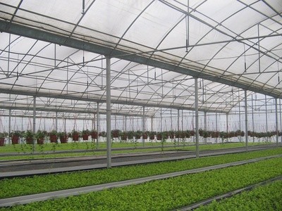 Arched Roof Multi Span Greenhouse Structure For Growing Fruits / Flowers / Vegetables