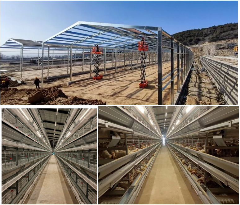 High-strength steel prefabricated poultry house, fast construction & cost-effective