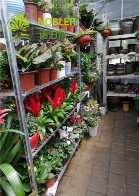 Os PP rodam o trole holandês galvanizado da flor do Garden Center