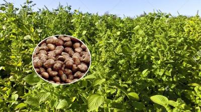 Brown Perilla Seed Eco Friendly Agricultural Products As Traditional Condiment