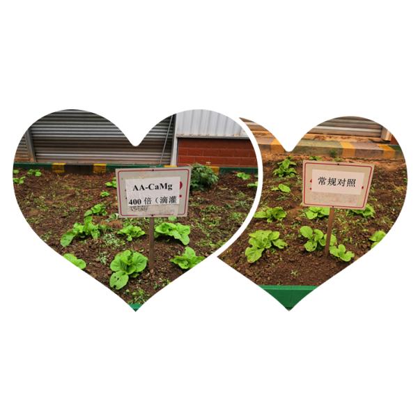 Органическое азотное удобрение 15-1-1 Рыбий белок сухой порошок Гидролиз ферментов для урожайности сельскохозяйственных культур