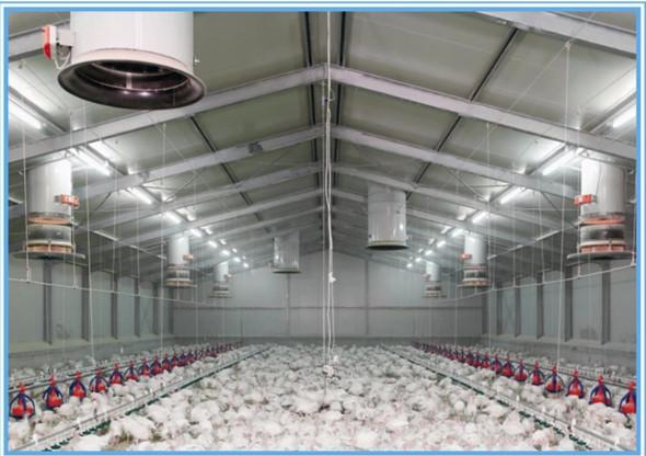 Hot Dip Galvanized / Painted Steel Structure Poultry House For Frame Part