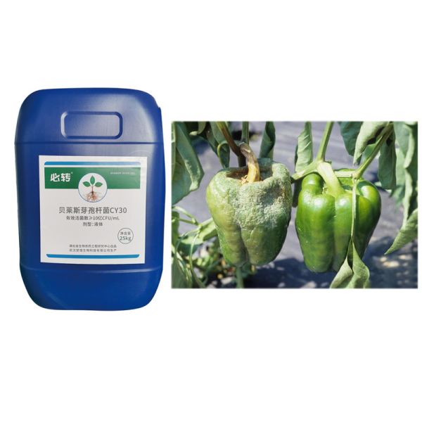 Agricultura Fungicida Bacillus Velezensis CY30 Promueve el tomate Chili Buen crecimiento Fruto colgante grande