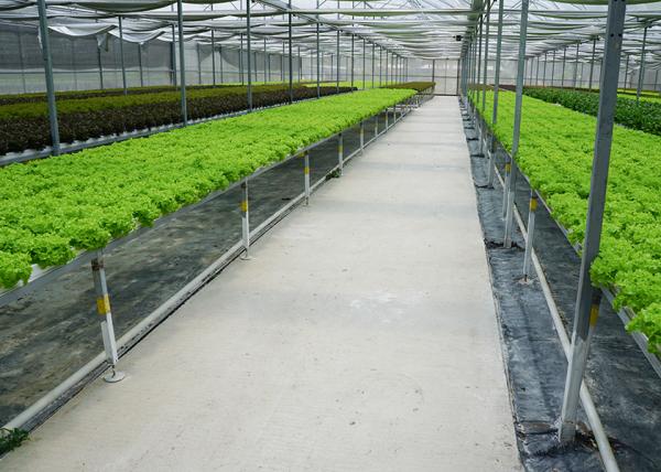 Commercial NFT Single Hydroponic System Growing Vegetable with Film Cover