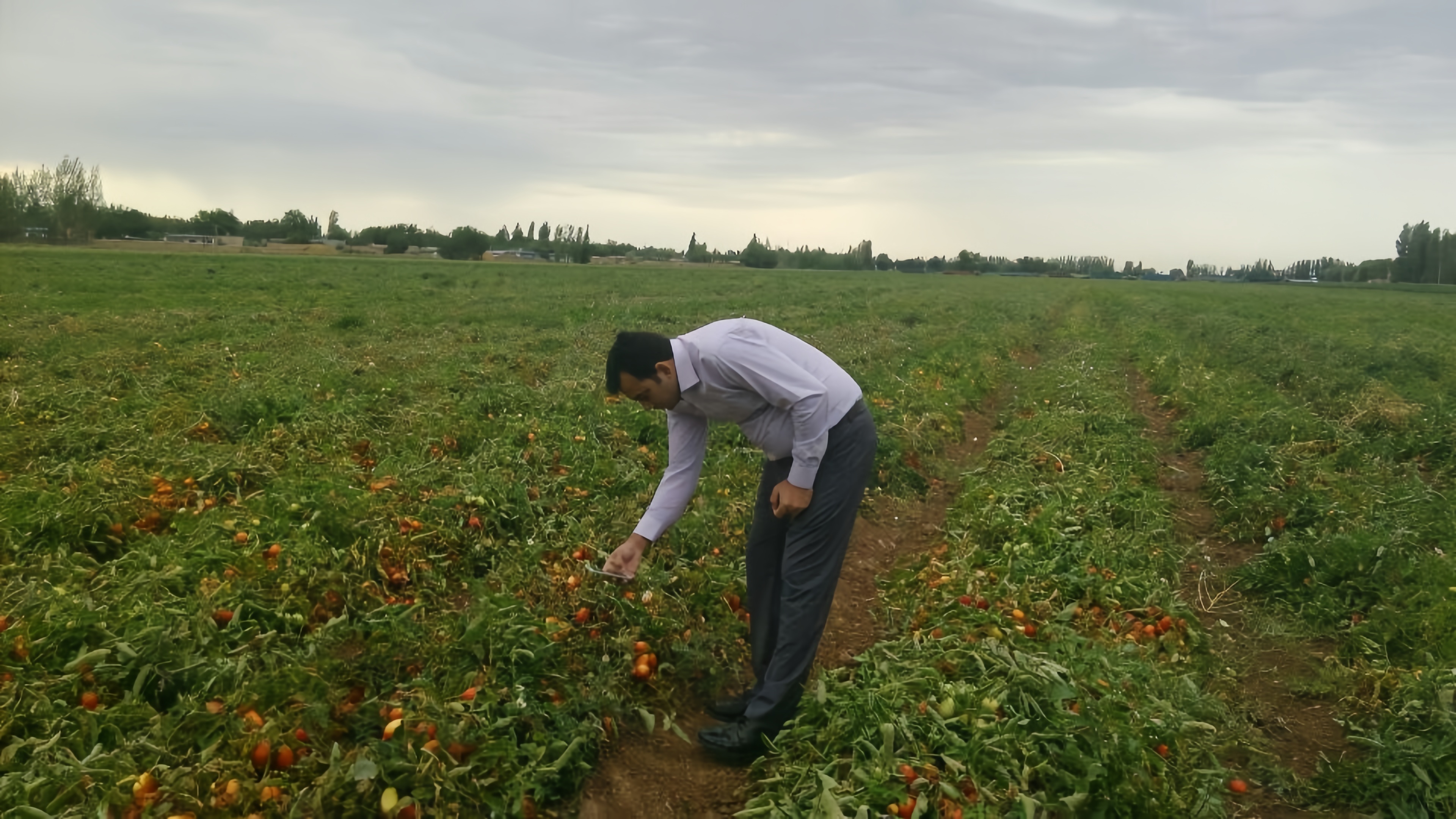 Sala Oblong Determinate Hybrid Tomato Seeds Bacterial Resistance  T12