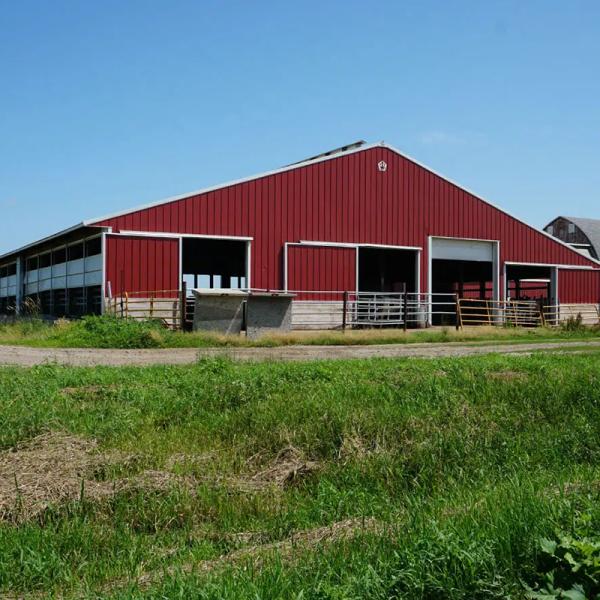 Good Response Concrete Structure Dairy Cow Shed Building Farm Wind Resistance