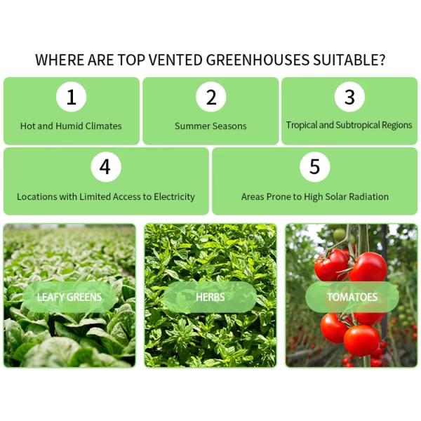 С запасами 24х40м Высокий тоннель Сырьёный зеленый дом Вентиляционная теплица Тропическая теплица Для продажи