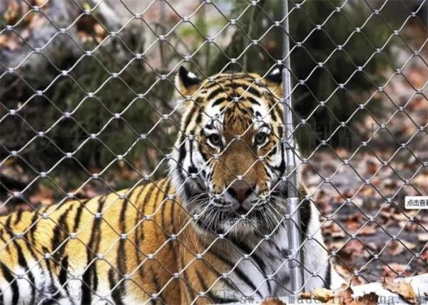 7X7 7×19 Wire Animal Enclosures Stainless Steel Zoo Metal Mesh For Facade Cladding