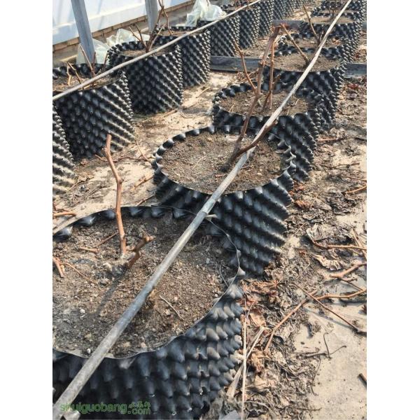 plastic planter pot root pot large gallon pot