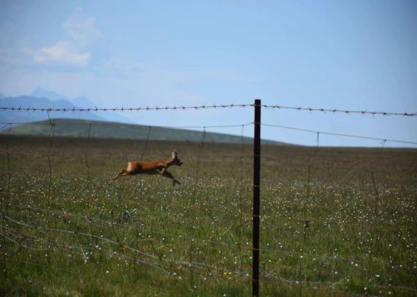 0.7m-2.0m Wire Mesh Fencing Grassland Horse And Cattle Fencing With Y T Post