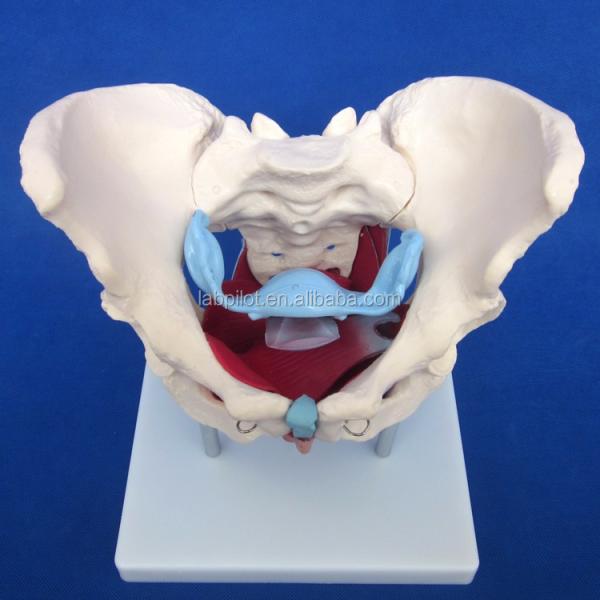Functional and Detailed Human Female Pelvic Model for Educational Demonstrations