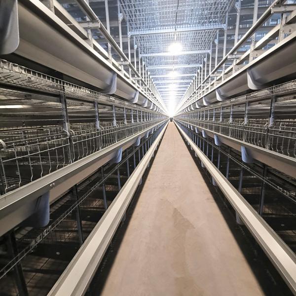 Équipement automatique pour poulaillers, certifié SONCAP, 380V 50HZ