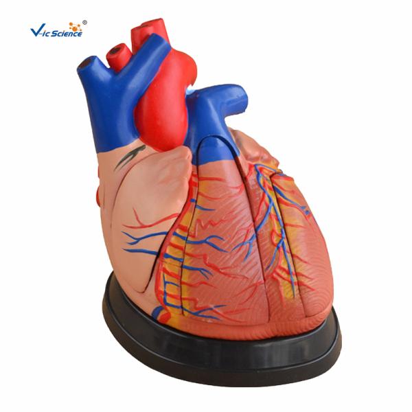 CE Vic Science Middle Heart Human Anatomical Model Teachers Doctor Using