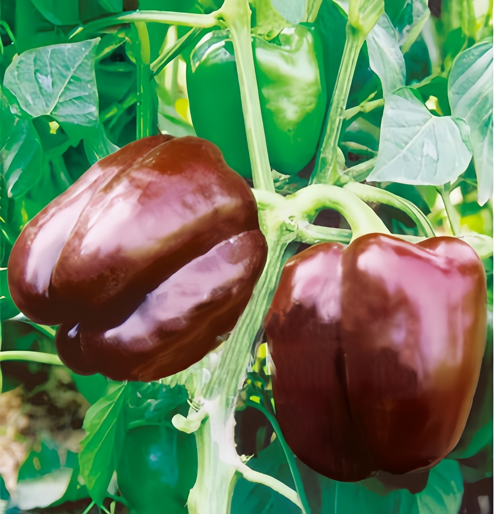 SP03 Chocolate Mid Maturity Hybrid Bell Pepper Seeds Virus Resistant