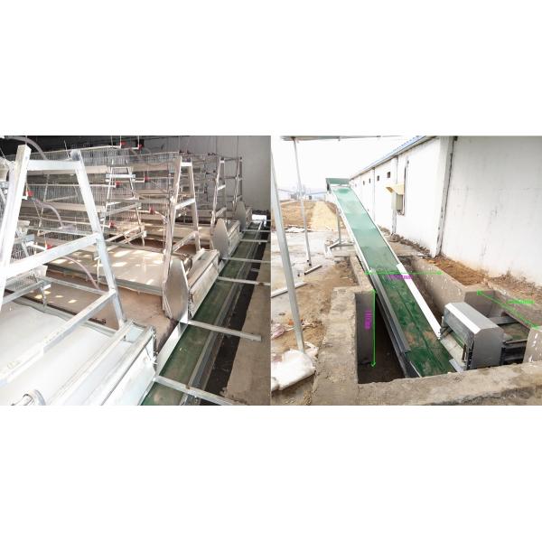 10-12m/Min Belt Poultry Manure Removal System Noiseless For Chicken Farm