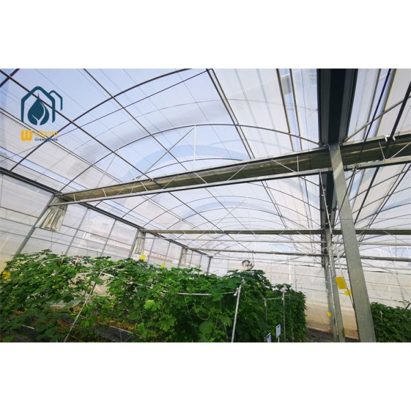 Full Enclosure Insect Protection Multi Span Greenhouse with 60 Mesh Fine Netting...