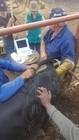 USB Canine Bovine Veterinary Portable Ultrasound Machine 3.5Mhz Convex Array Probe