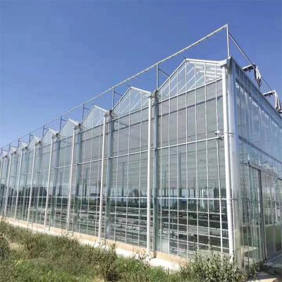 Polycarbonate Multi Span Venlo PC Sheet Tomato Greenhouse With Irrigation System