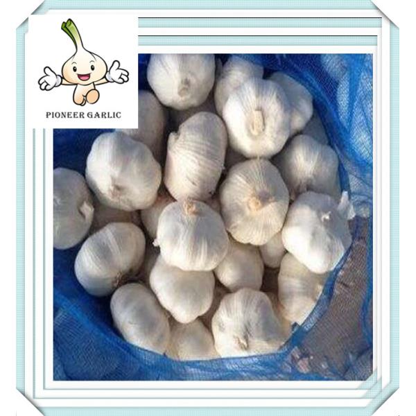 Fresh Pure White Chinese Garlic export import 2016 the best garlic price