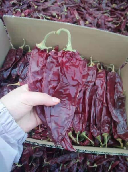 500 shu Dried Guajillo Chili Sweet Paprika Pepper BRC /Halal /ISO