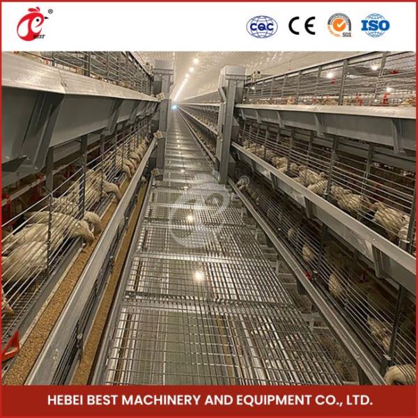 Automatic H Type Meat Broiler Chicken Cage 84 Birds Poultry Farm Equipment  Mia