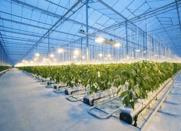 Smart Multi Span Venlo Glass Greenhouse Solar Photovoltaic Greenhouses Fruit Planting