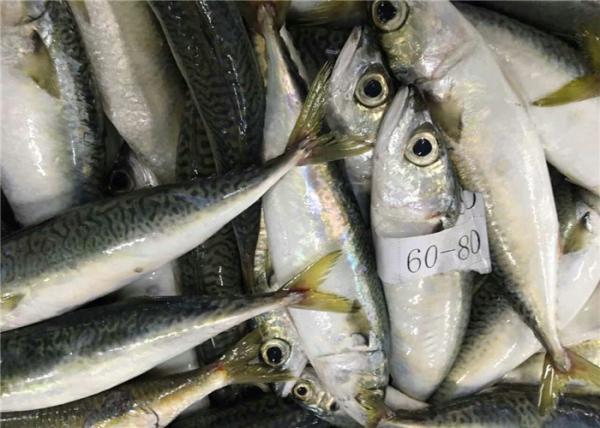 Cavala congelada fresca do mar delicioso inteiro do círculo 60g 80g