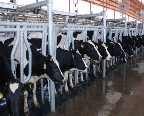 High Strength Rubber Livestock Mats / Cow Floor Mat Anti Slip Wear Resistance