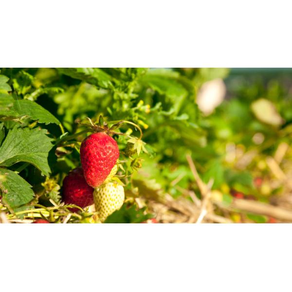 Calcium 10% Strawberry Plant Nutrients Amino Acid Chelate Calcium Amino Acid 25 - 30%