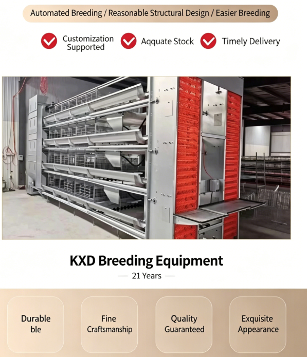 High-rise Multi-tier Hot-dip Galvanized Layer Cage System for Automated Poultry Farming