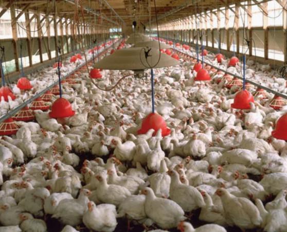 Metal Poultry Breeding Base Pre Engineered Metal Building